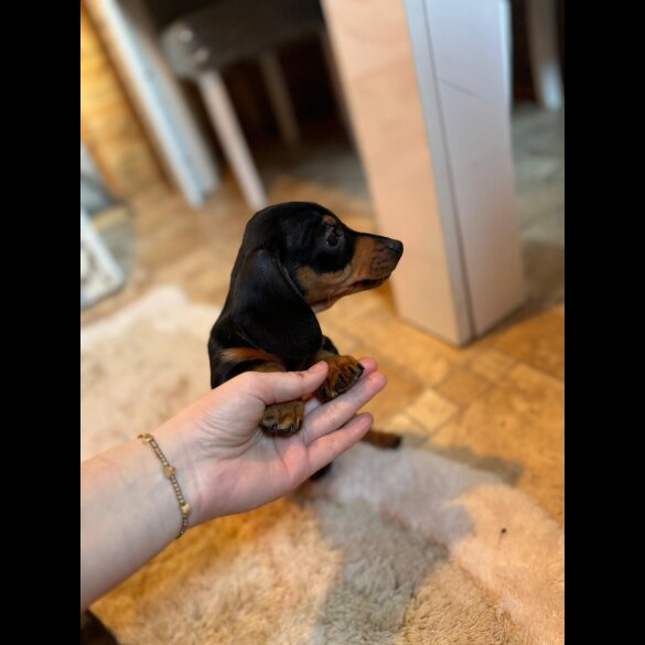 Dachshund (Standard &amp; Miniature) - Both