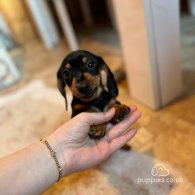 Dachshund (Standard & Miniature) - Both