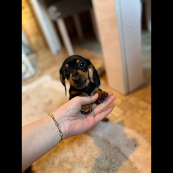 Dachshund (Standard &amp; Miniature) - Both