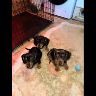 Dachshund (Standard &amp; Miniature) - Both