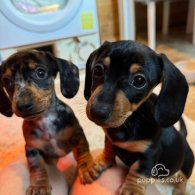 Dachshund (Standard & Miniature) - Both