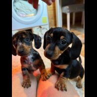 Dachshund (Standard &amp; Miniature) - Both