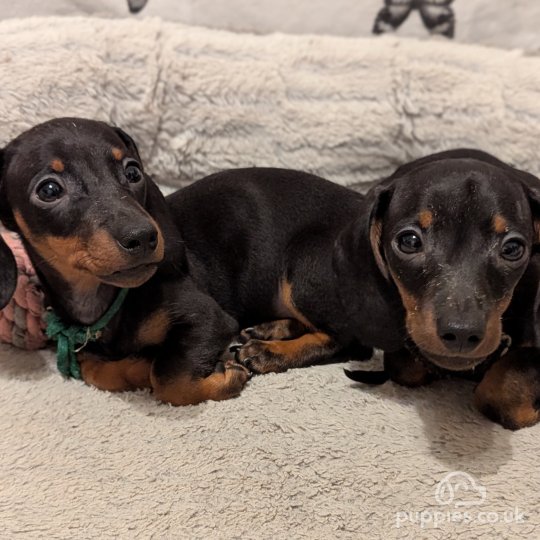 Dachshund (Standard & Miniature) - Dogs