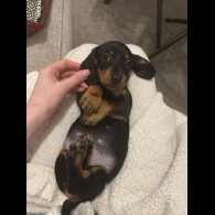 Dachshund (Standard &amp; Miniature) - Both