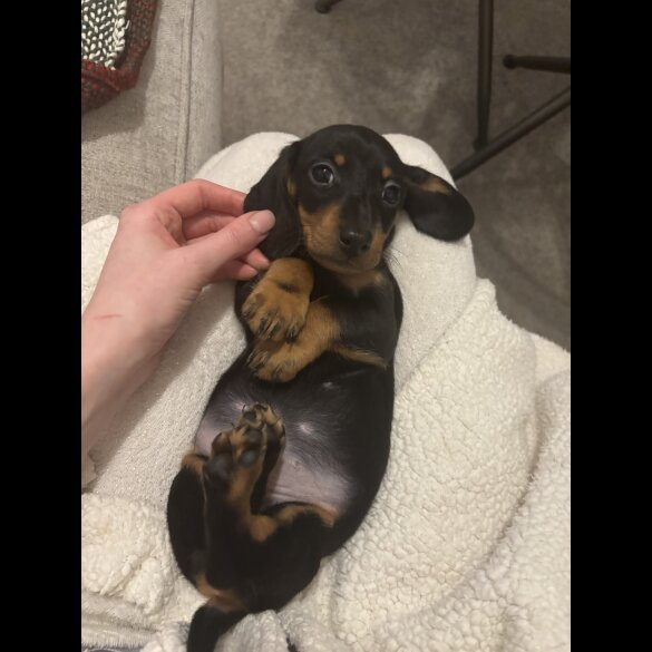 Dachshund (Standard &amp; Miniature) - Both