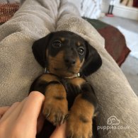 Dachshund (Standard & Miniature) - Both