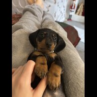 Dachshund (Standard &amp; Miniature) - Both