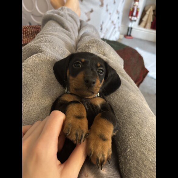 Dachshund (Standard &amp; Miniature) - Both