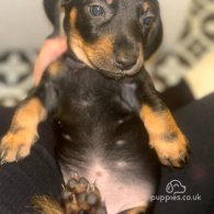 Dachshund (Standard & Miniature) - Both