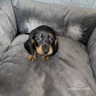 Dachshund (Standard & Miniature) - Both