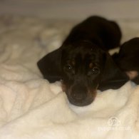 Dachshund (Standard & Miniature) - Both