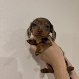 Dachshund (Standard &amp; Miniature) - Both