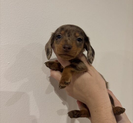 Dachshund (Standard &amp; Miniature)