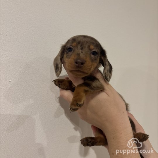 Dachshund (Standard & Miniature) - Both