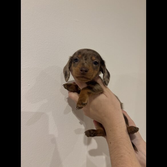 Dachshund (Standard &amp; Miniature) - Both