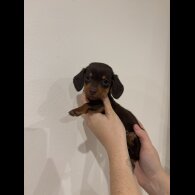 Dachshund (Standard &amp; Miniature) - Both