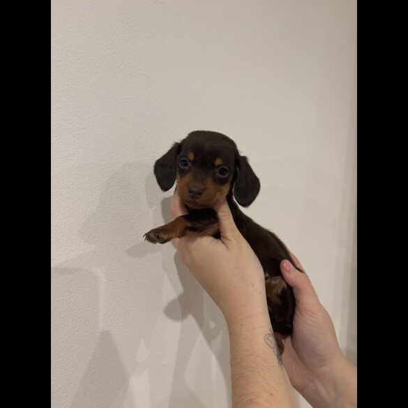 Dachshund (Standard &amp; Miniature) - Both