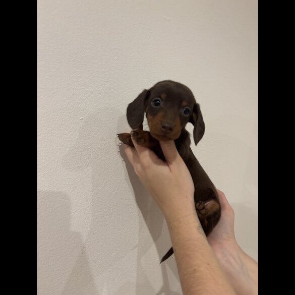 Dachshund (Standard &amp; Miniature) - Both