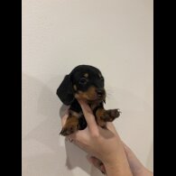 Dachshund (Standard &amp; Miniature) - Both