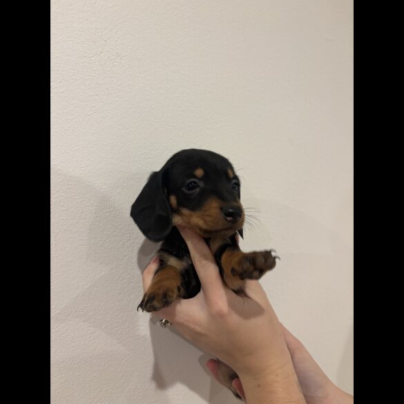 Dachshund (Standard &amp; Miniature) - Both