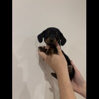 Dachshund (Standard &amp; Miniature) - Both