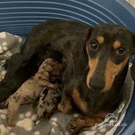 Dachshund (Standard & Miniature) - Both