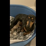 Dachshund (Standard &amp; Miniature) - Both