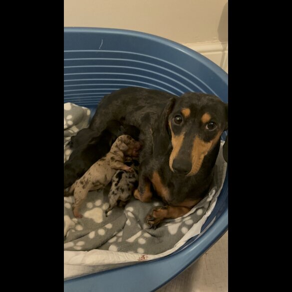 Dachshund (Standard &amp; Miniature) - Both