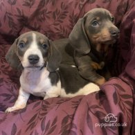 Dachshund (Standard & Miniature) - Both