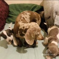 Dachshund (Standard & Miniature) - Both