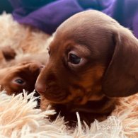 Dachshund (Standard & Miniature) - Both