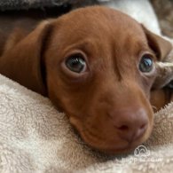 Dachshund (Standard & Miniature) - Both