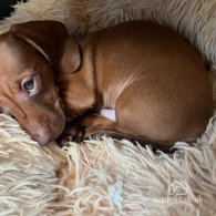 Dachshund (Standard & Miniature) - Both