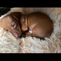 Dachshund (Standard &amp; Miniature) - Bitches