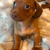 Dachshund (Standard & Miniature) - Both