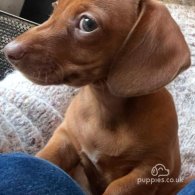 Dachshund (Standard & Miniature) - Both