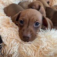 Dachshund (Standard & Miniature) - Both