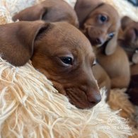 Dachshund (Standard & Miniature) - Both