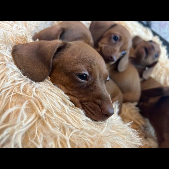 Dachshund (Standard &amp; Miniature) - Bitches