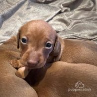 Dachshund (Standard & Miniature) - Both