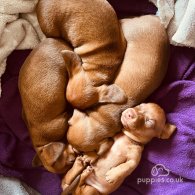 Dachshund (Standard & Miniature) - Both