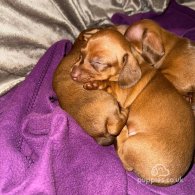 Dachshund (Standard & Miniature) - Both