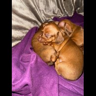 Dachshund (Standard &amp; Miniature) - Bitches