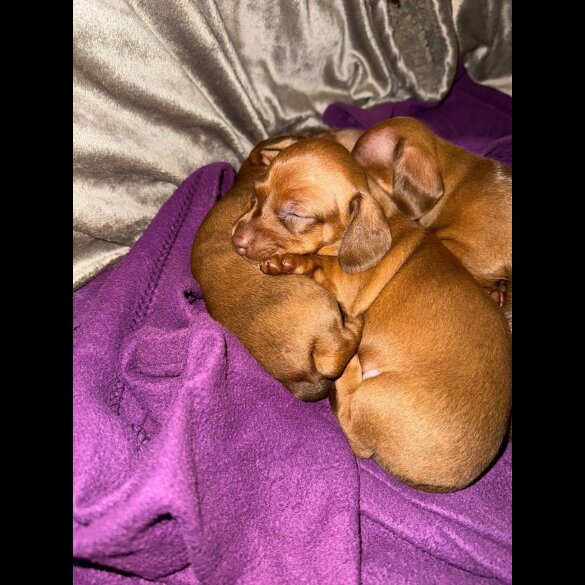 Dachshund (Standard &amp; Miniature) - Bitches