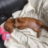 Dachshund (Standard & Miniature) - Both