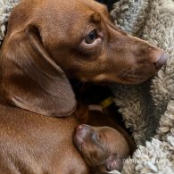 Dachshund (Standard & Miniature) - Both