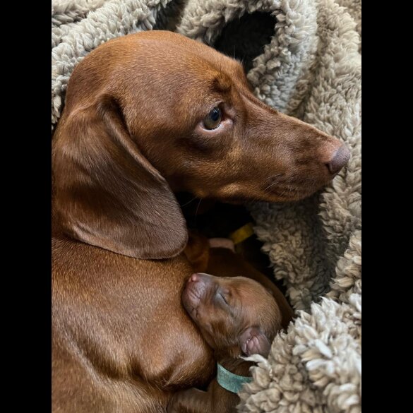 Dachshund (Standard &amp; Miniature) - Bitches