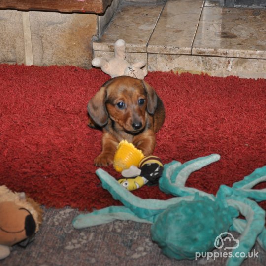 Dachshund (Standard & Miniature) - Both