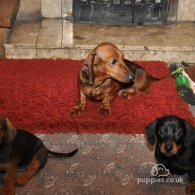 Dachshund (Standard & Miniature) - Both