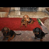 Dachshund (Standard &amp; Miniature) - Both